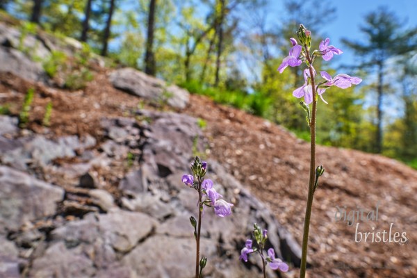 Flowers and plants