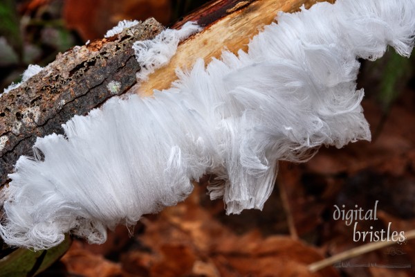 Rotting fallen tree branch covered in a thick coating of delicate hair ice