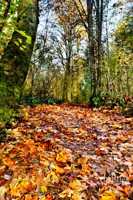 Leaf covered rise on a woodland trail