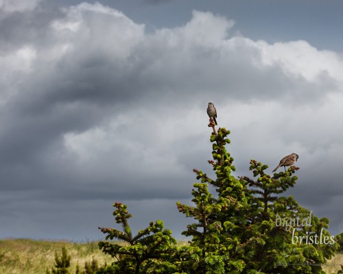 Puget Sound White-crowned Sparrows in a shore pine in the dunes, Long Beach, Washington