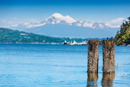 Barnacle encrusted pilings in Anacortes, Washington, ferry terminal with Mount Baker in the background