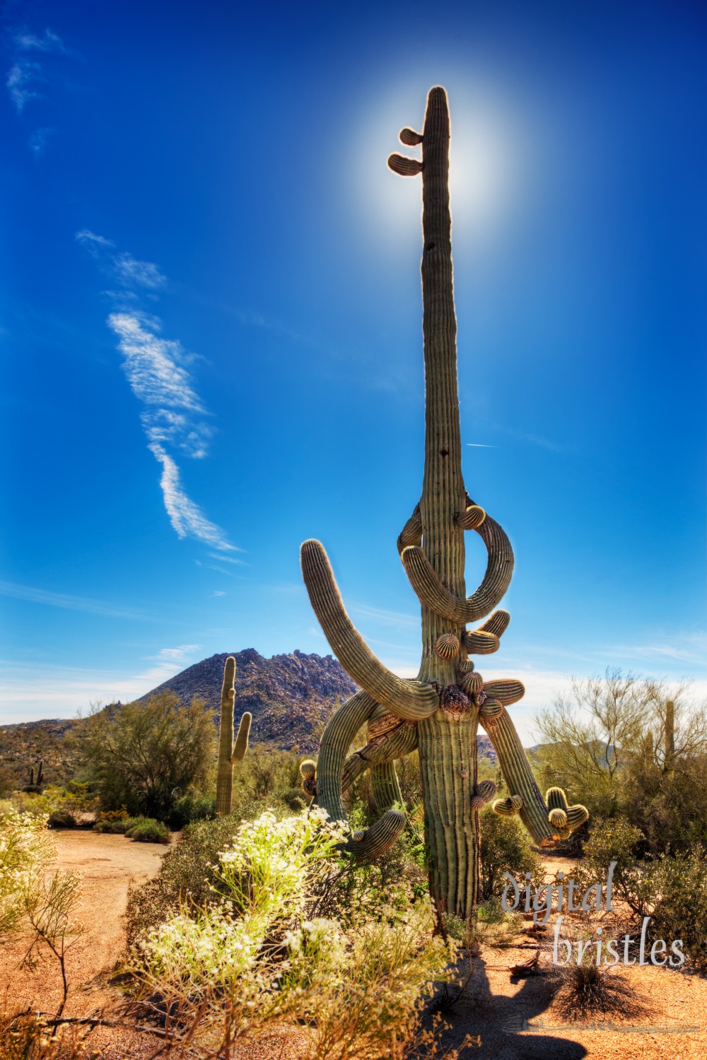 Old saguaro cactus with many gnarled and twisty arms