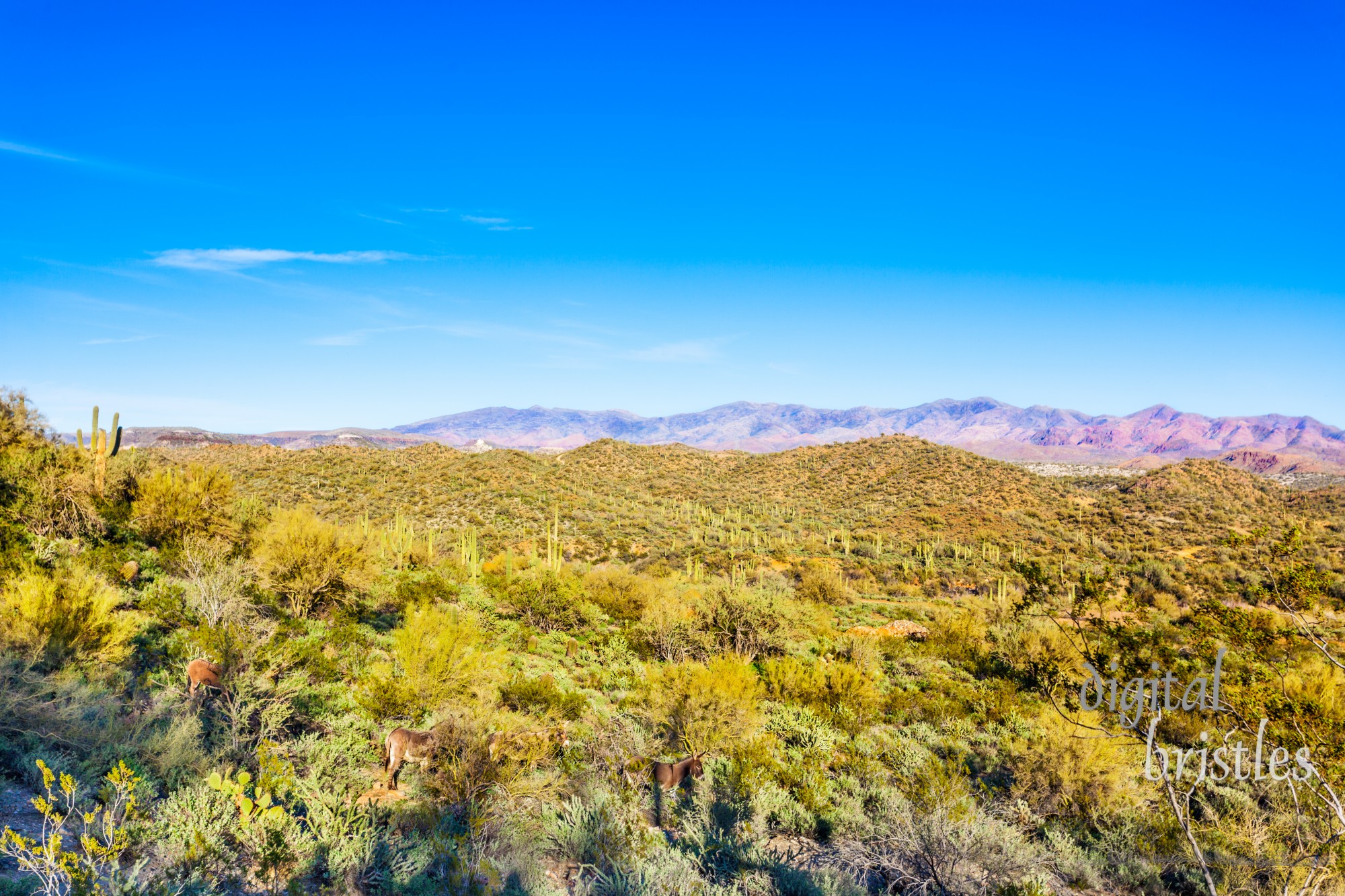 Wild burros make their way through the scrub brush in the desert north of Phoenix, Arizona