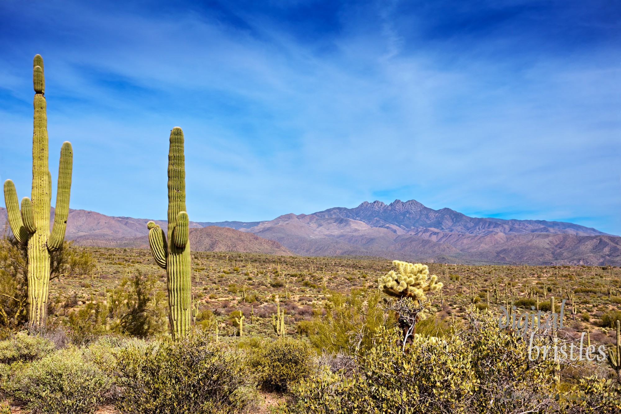 Cactus and scrub brush in the Four Peaks Wilderness Area, Tonto National Forest, Arizona