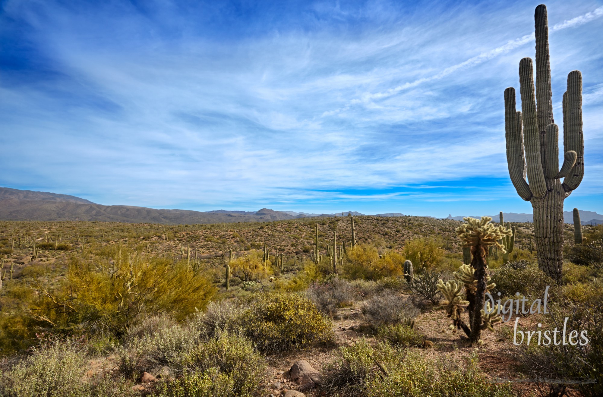 Cactus and scrub brush in the arid preserved area by Four Peaks mountains in the Tonto National Forest, Arizona