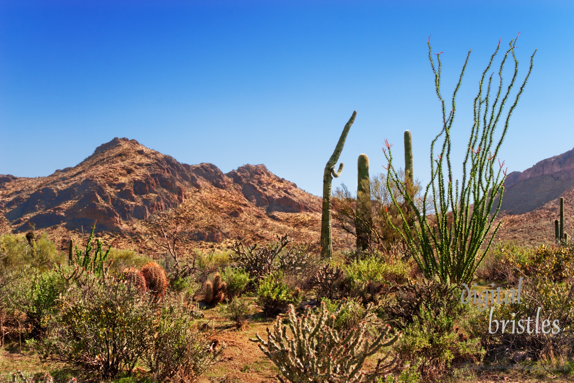 Saguaro, ocotillo and the mountains of the Tonto National Forest, Arizona