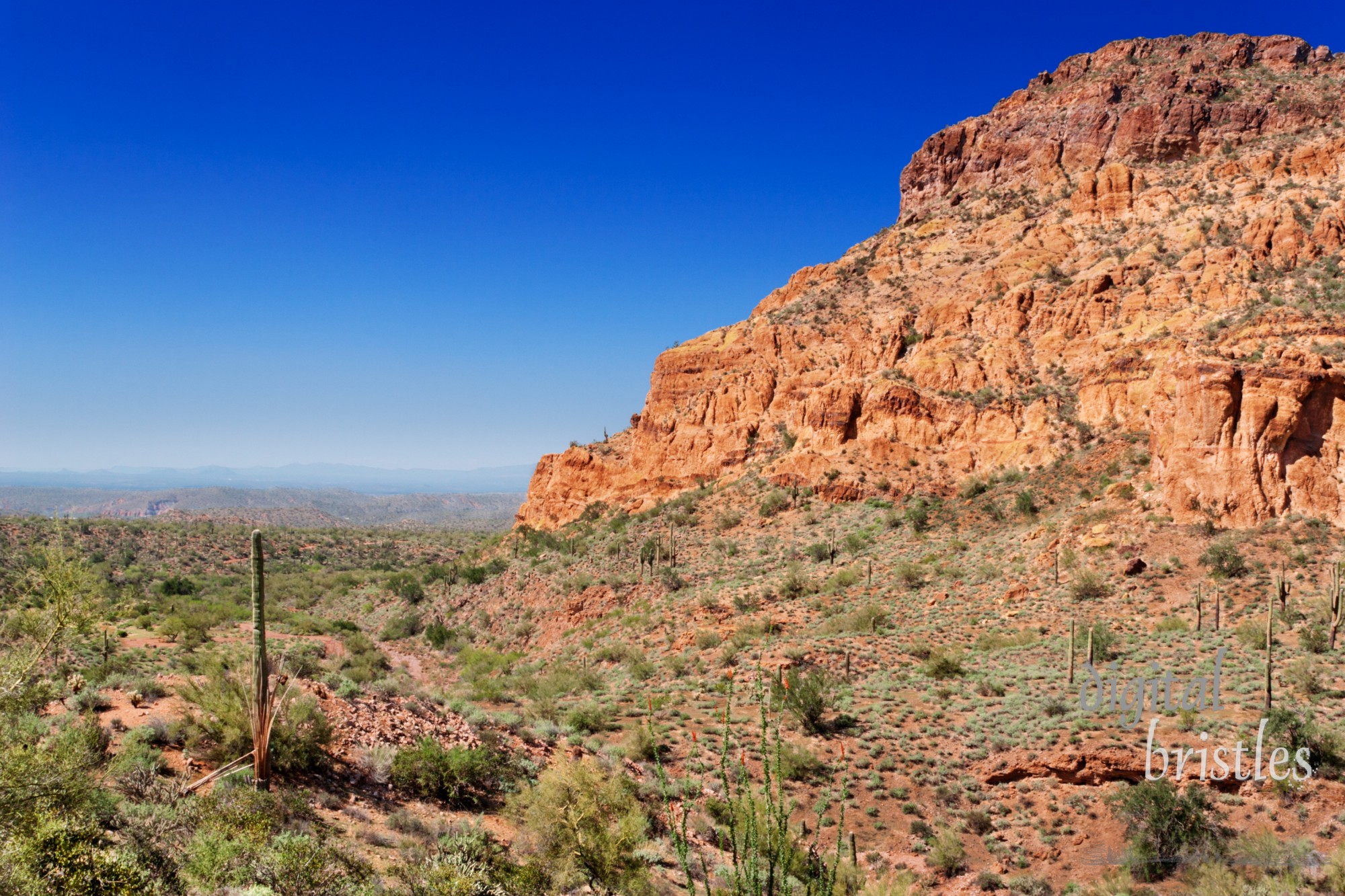 Saguaro, ocotillo and the mountains of the Tonto National Forest, Arizona