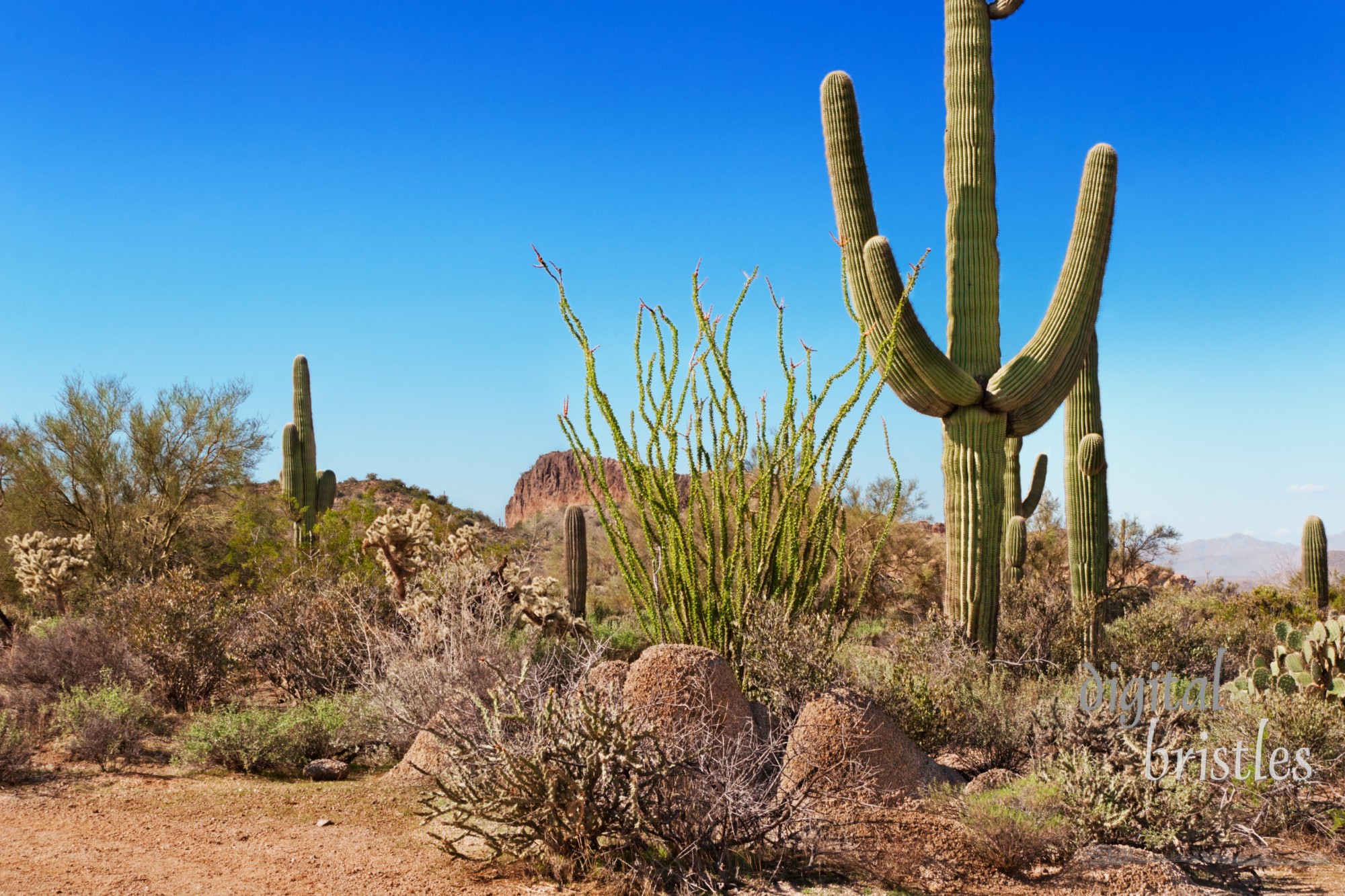 Saguaro, ocotillo, chollo and spring greenery  of the Tonto National Forest, Arizona