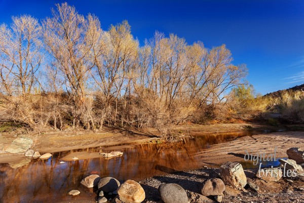 Arizona Arizona