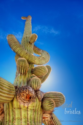 Sun behind the twisted arms of a saguaro cactus, Arizona