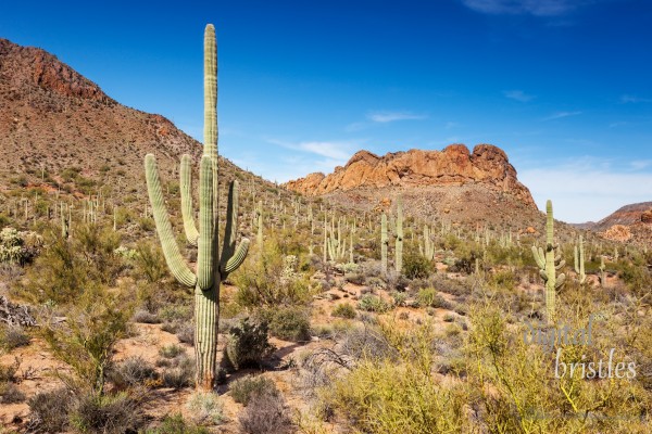 Stunning views beside the Apache Trail through the Tonto National Forest, near Apache Junction, AZ