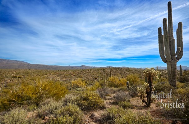 Arizona Arizona