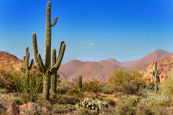 Saguaro, ocotillo and the mountains of the Tonto National Forest, Arizona