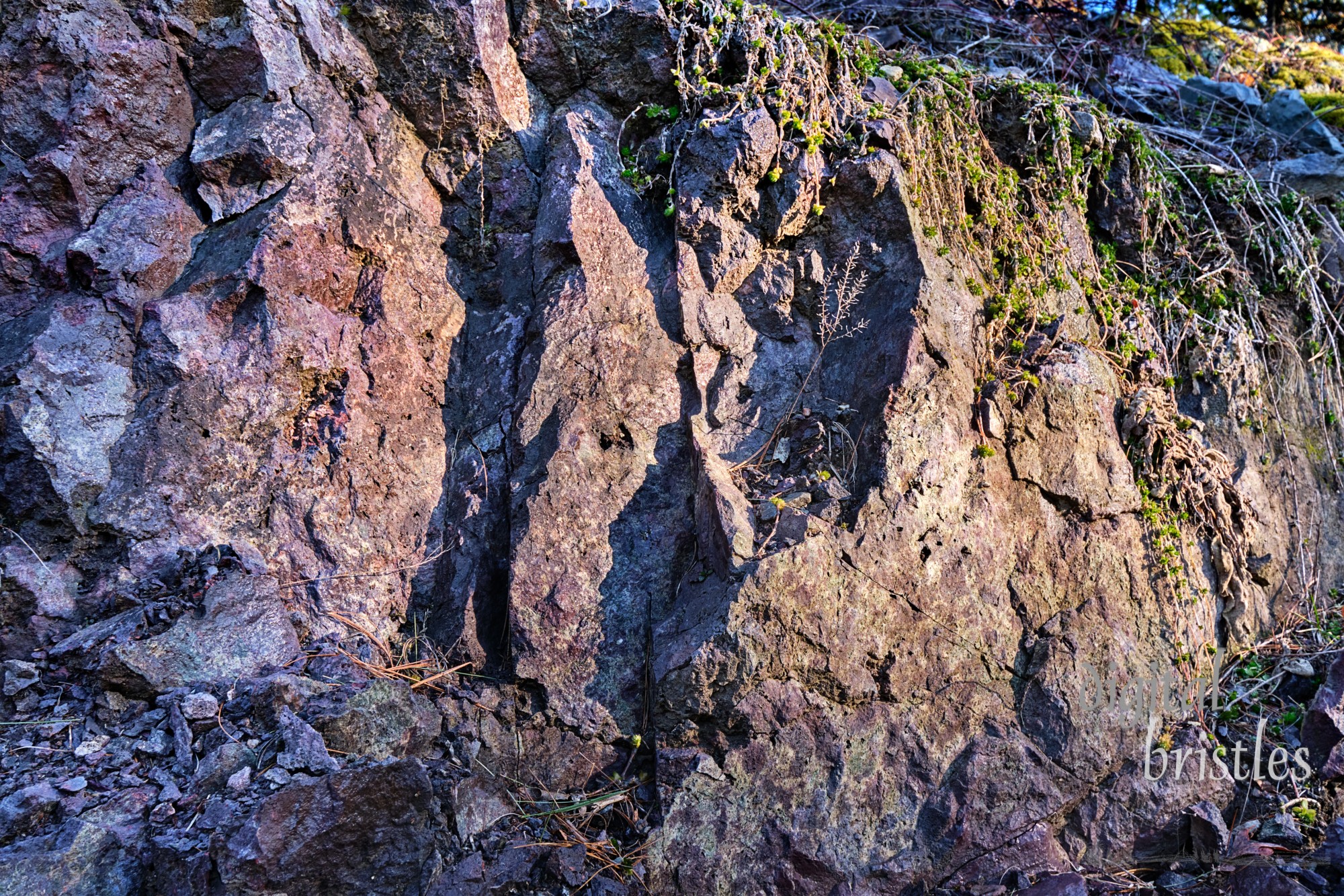 Plants start to colonize the craggy face of colorful metamorphic pelitic rock