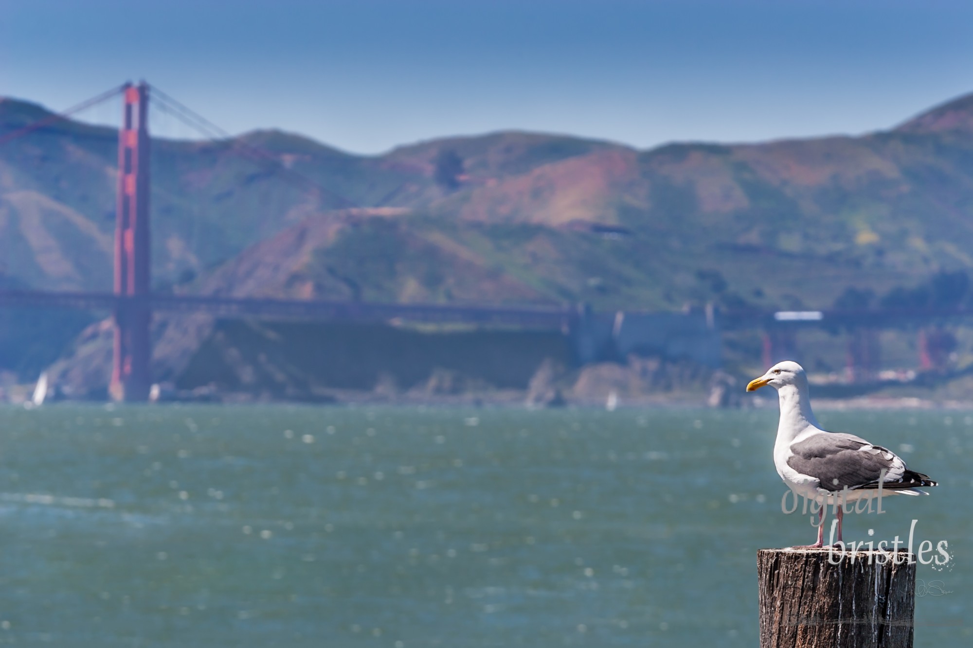 Seagull on a worn and splattered wooden piling looking over San Francisco Bay to the Golden Gate Bridge