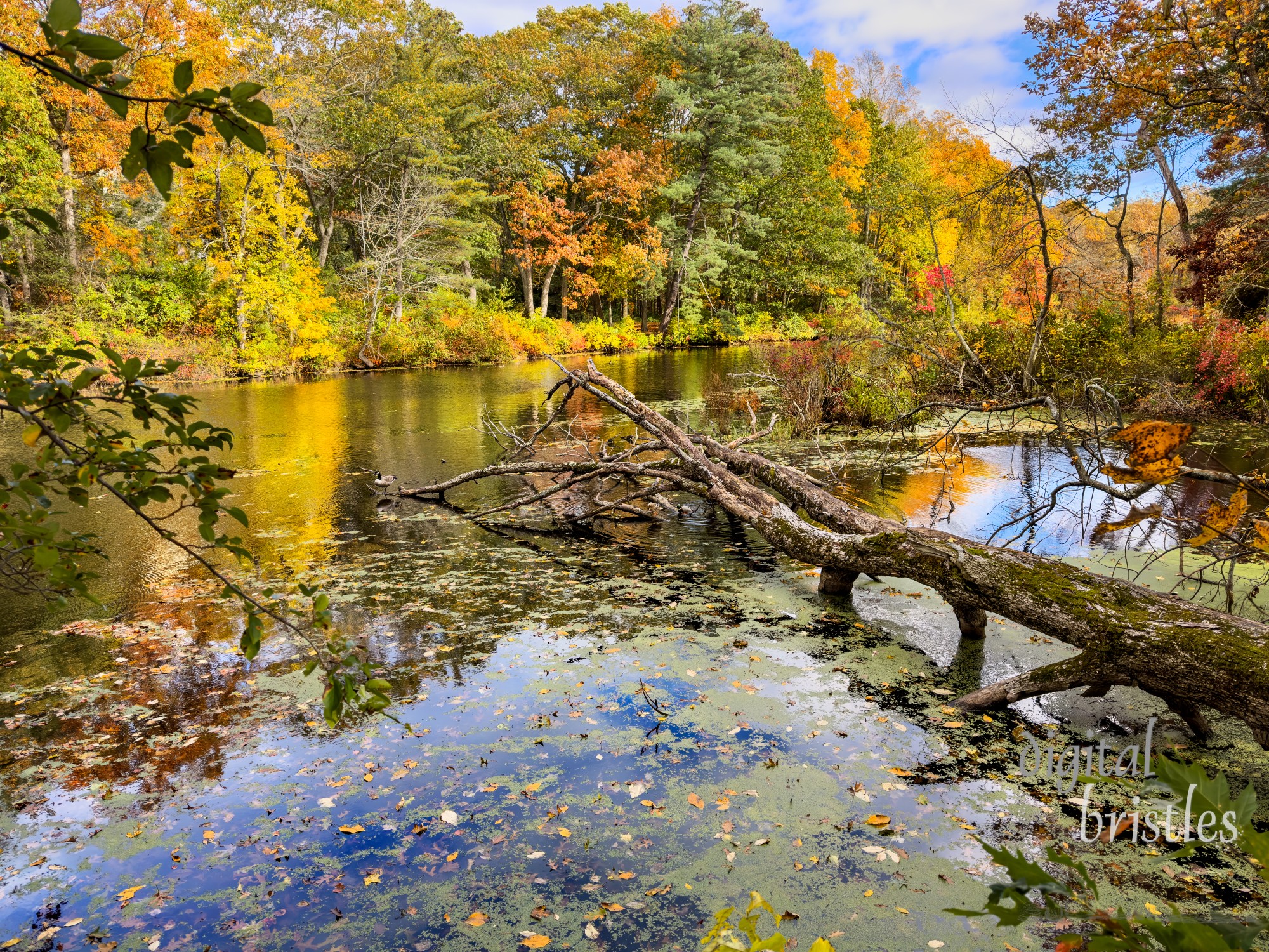 Autumn on the Charles River, Needham, Massachusetts. Canada goose and two Mallard ducks feeding on the greenery