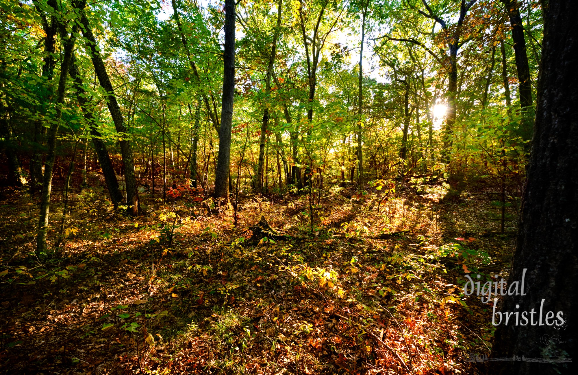 Clearing in the woods lit up by afternoon sun on a bright Autumn day