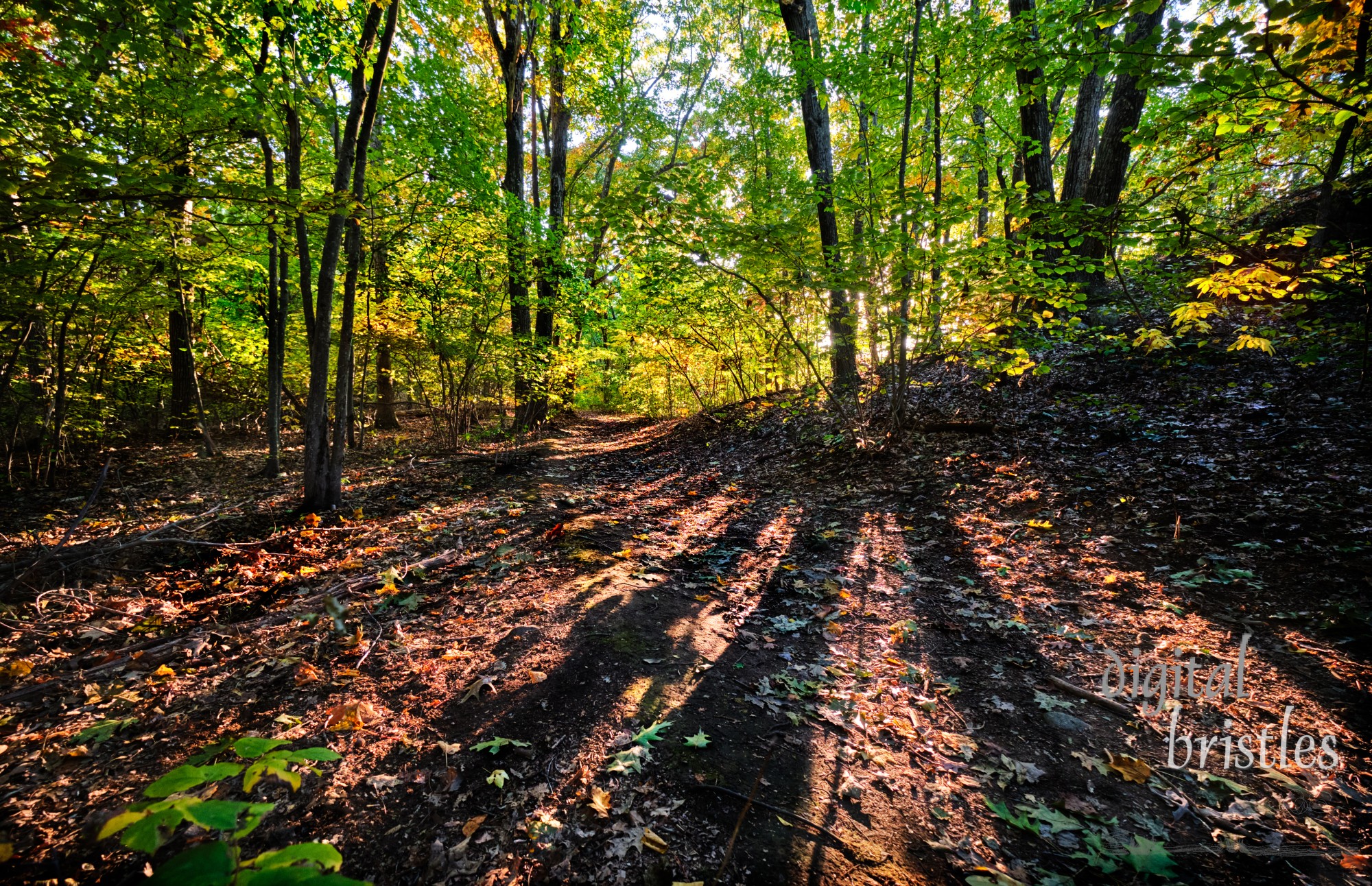 Leaf strewn path winds through the Needham Town Forest on a sunny Autumn afternoon