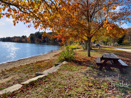 Sunny autumn afternoon on the Massapoag Trail around Lake Massapoag, Sharon, Massachusetts