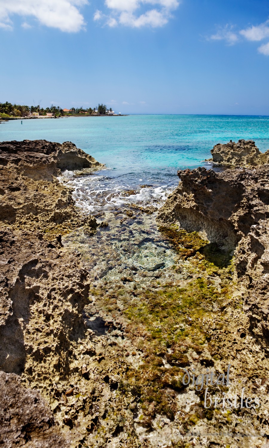 Tide pool in the rocky shoreline of Smith Cove, Grand Cayman