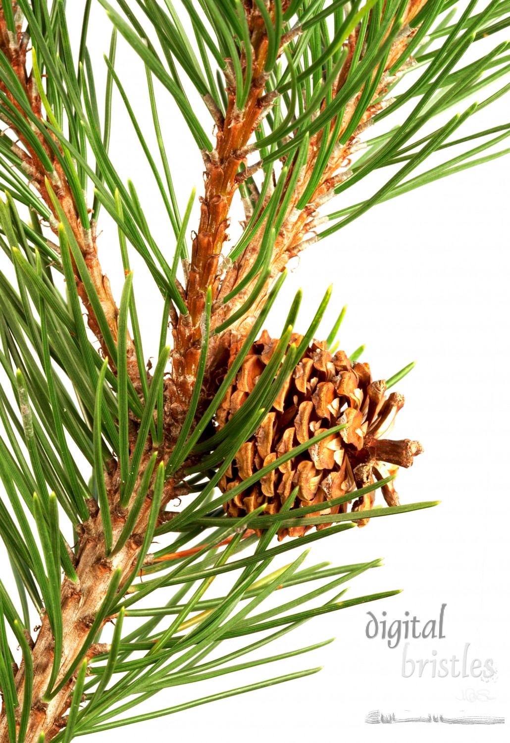 Isolated pine branch with cone
