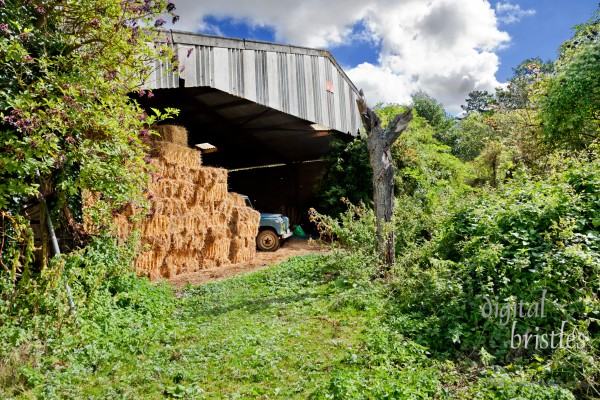 Overgrown entrance to a barn stacked with bales