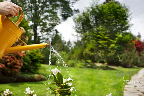 Watering dry flowers with a yellow watering can