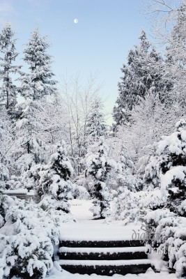 Day breaks on a snowy winter garden