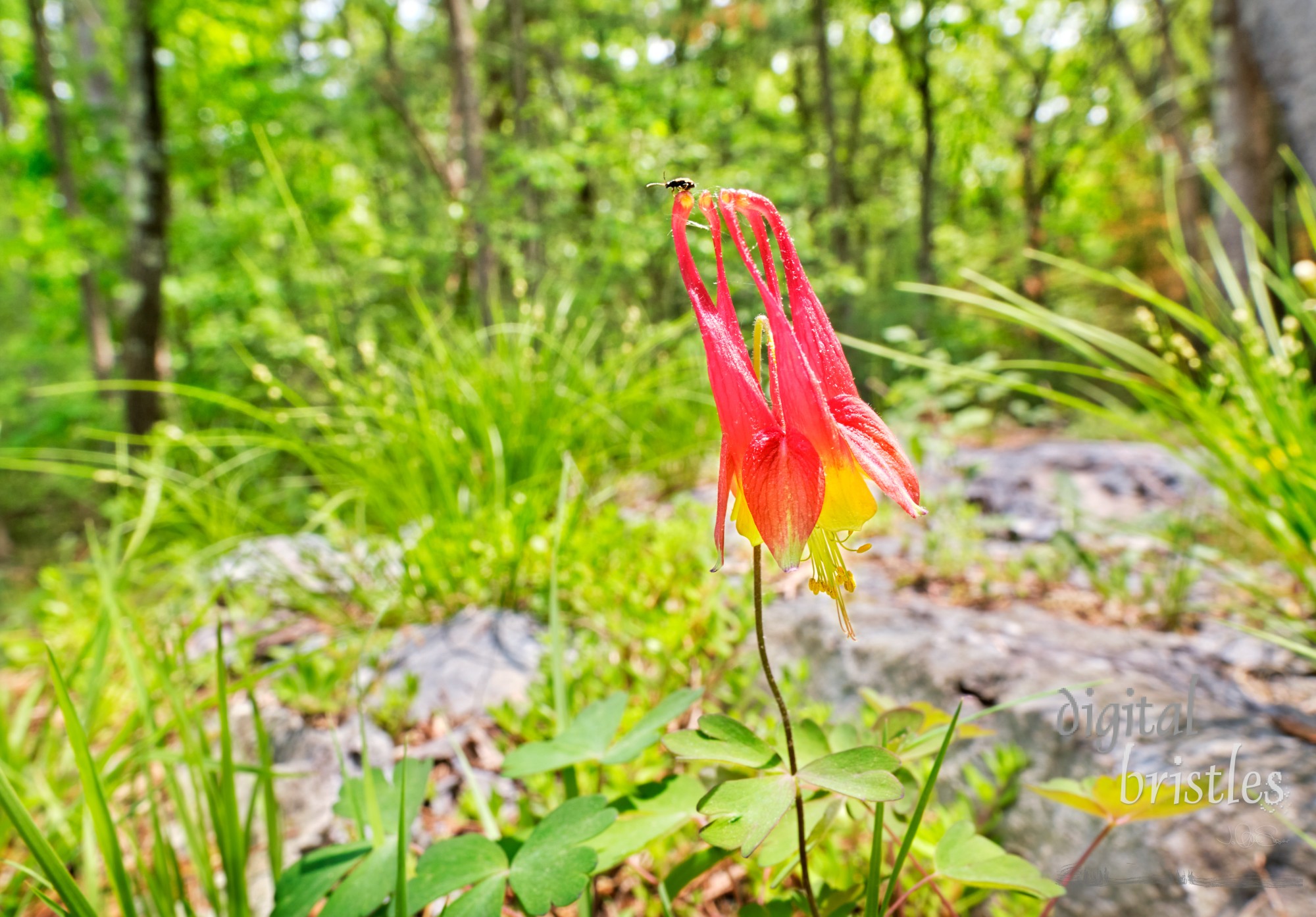 Vivid red and yellow wild red columbine stands out amid all the spring greens. Tiny insect has a gret view from the top