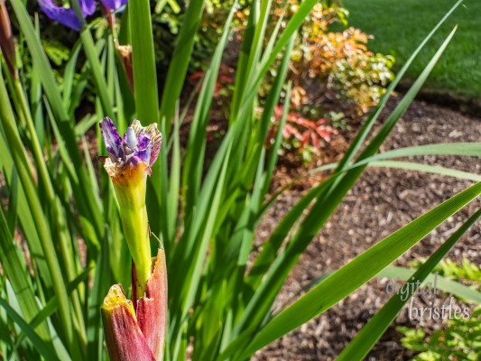 Some critter bit the top off an iris bud. It tried to bloom anyway