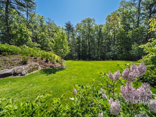 Lilacs in bloom in sunny suburban back yard