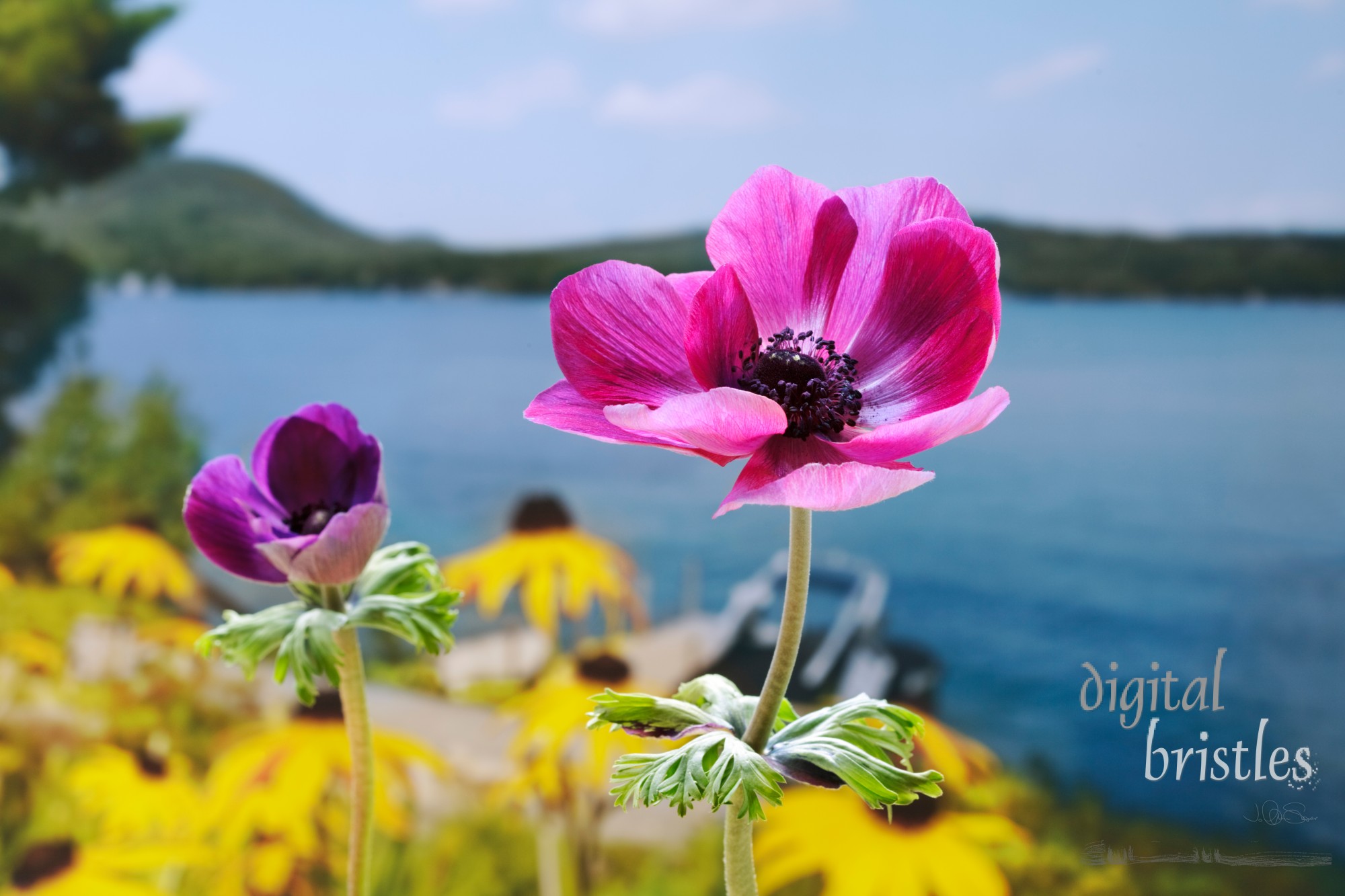 Purple anemones overlooking garden and lake