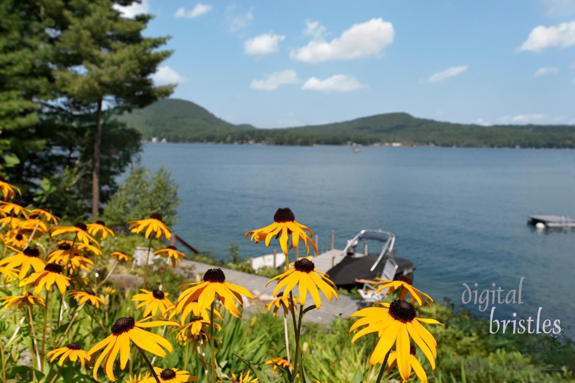 Yellow black-eyed Susans contrast with the blues of a summer lake and sky in New Hampshire