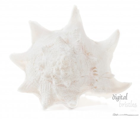 Queen conch shell viewed from the top of the spiral