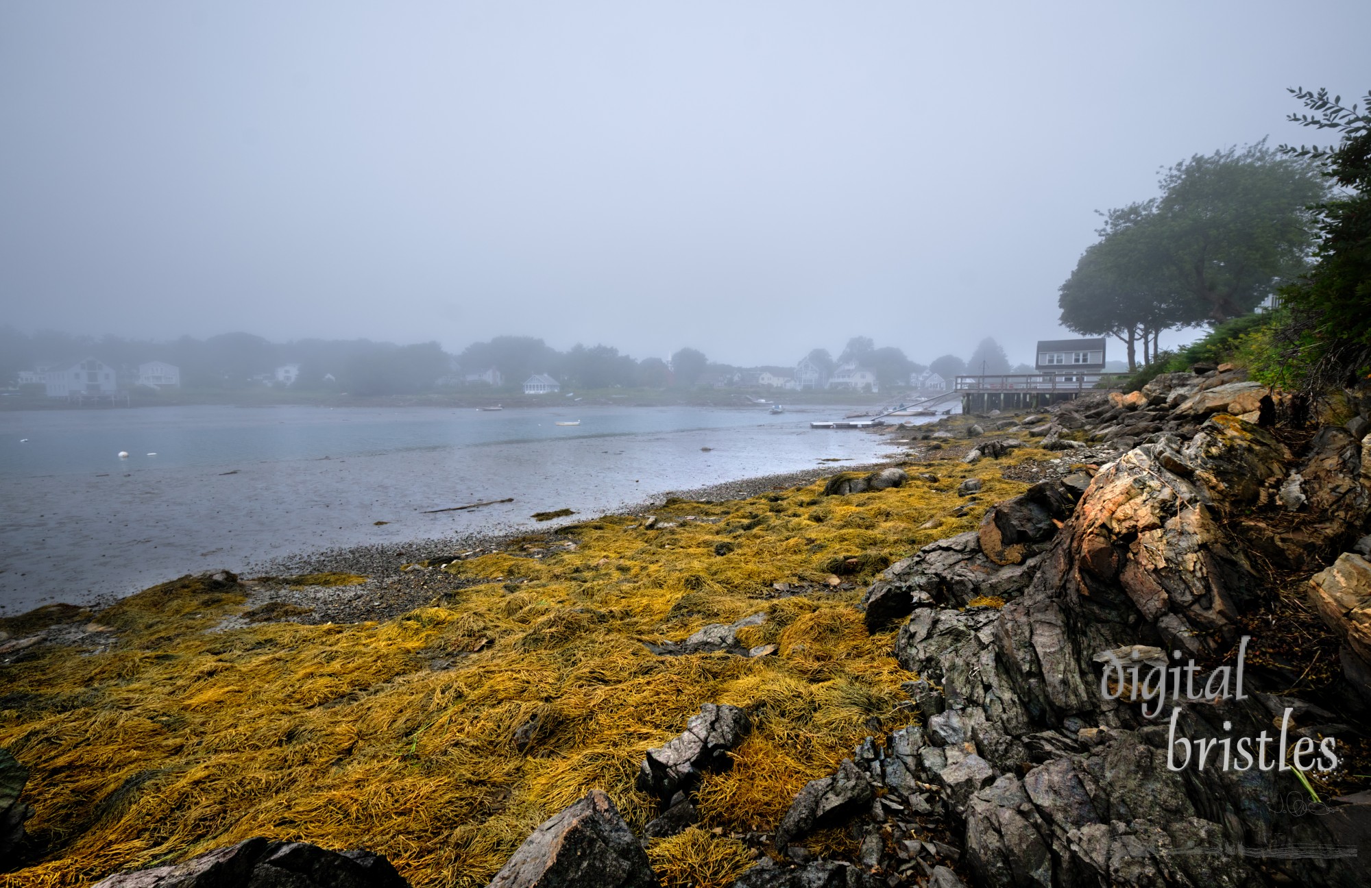 Rocks and seaweed exposed at low tide on a misty summer day, Cape Porpoise, Maine