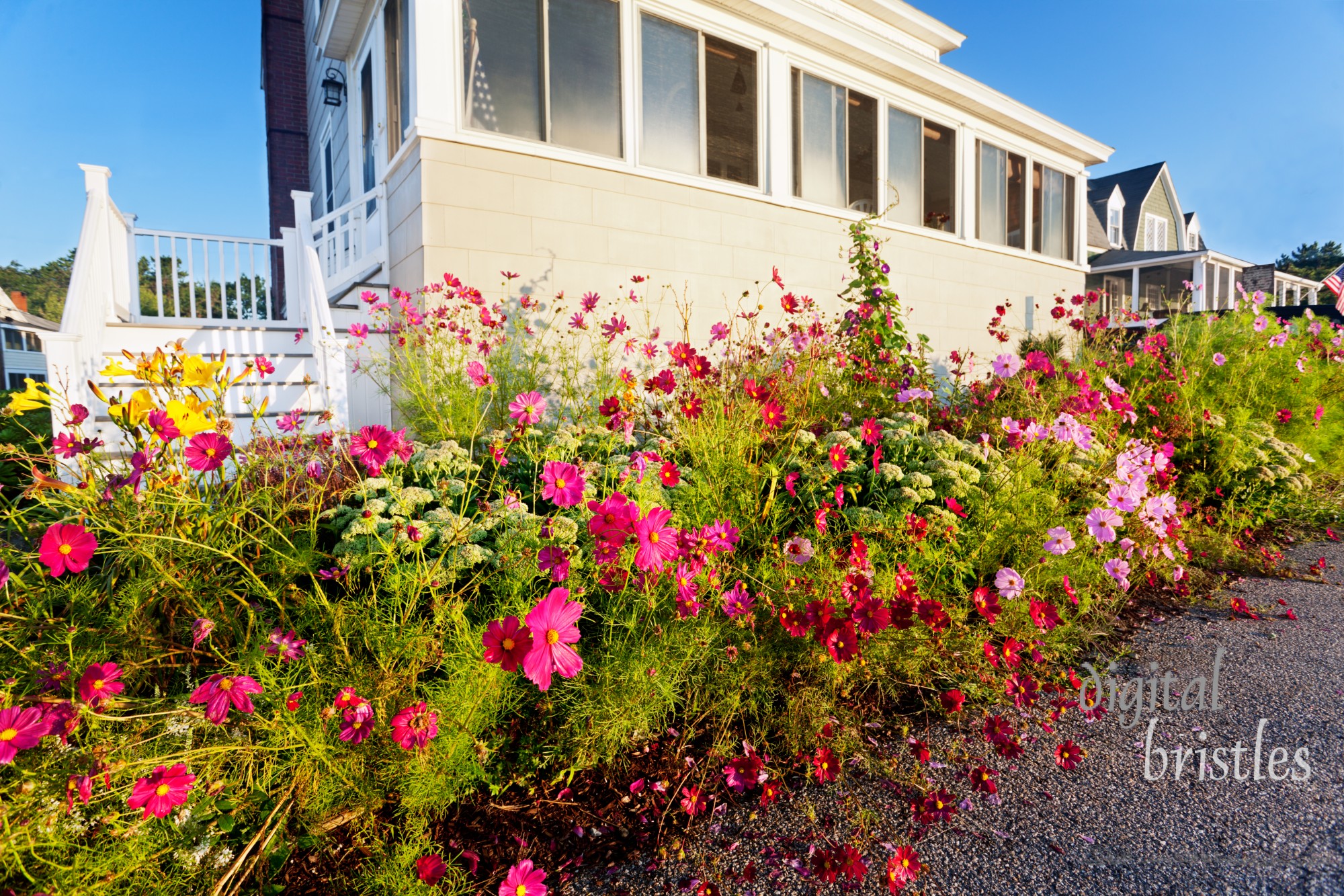 Glorious tangle of summer flowers takes over the sidewalk on a beachfront Maine street