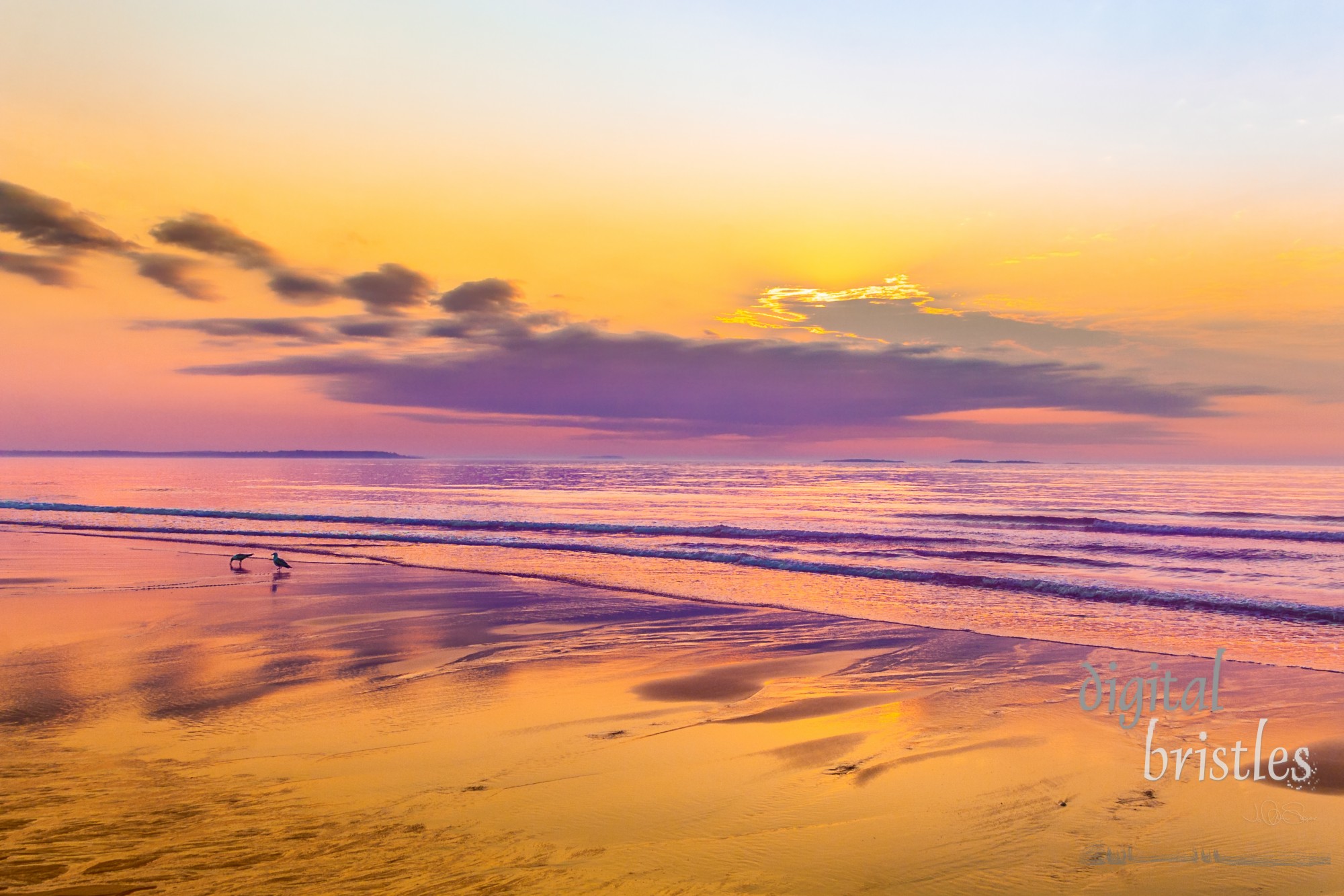 Seagulls peck at shells on the beach at Ocean Park, Maine on a beautiful summer morning, bathed in sunrise colors