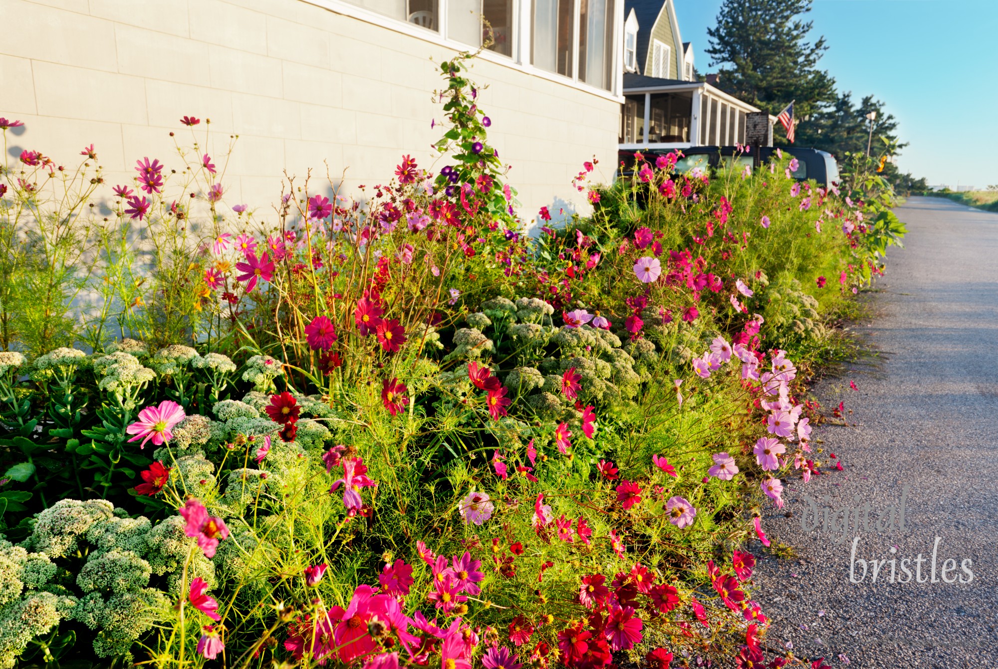 Coastal Maine street behind dunes on a sunny summer morning with beautiful flower garden