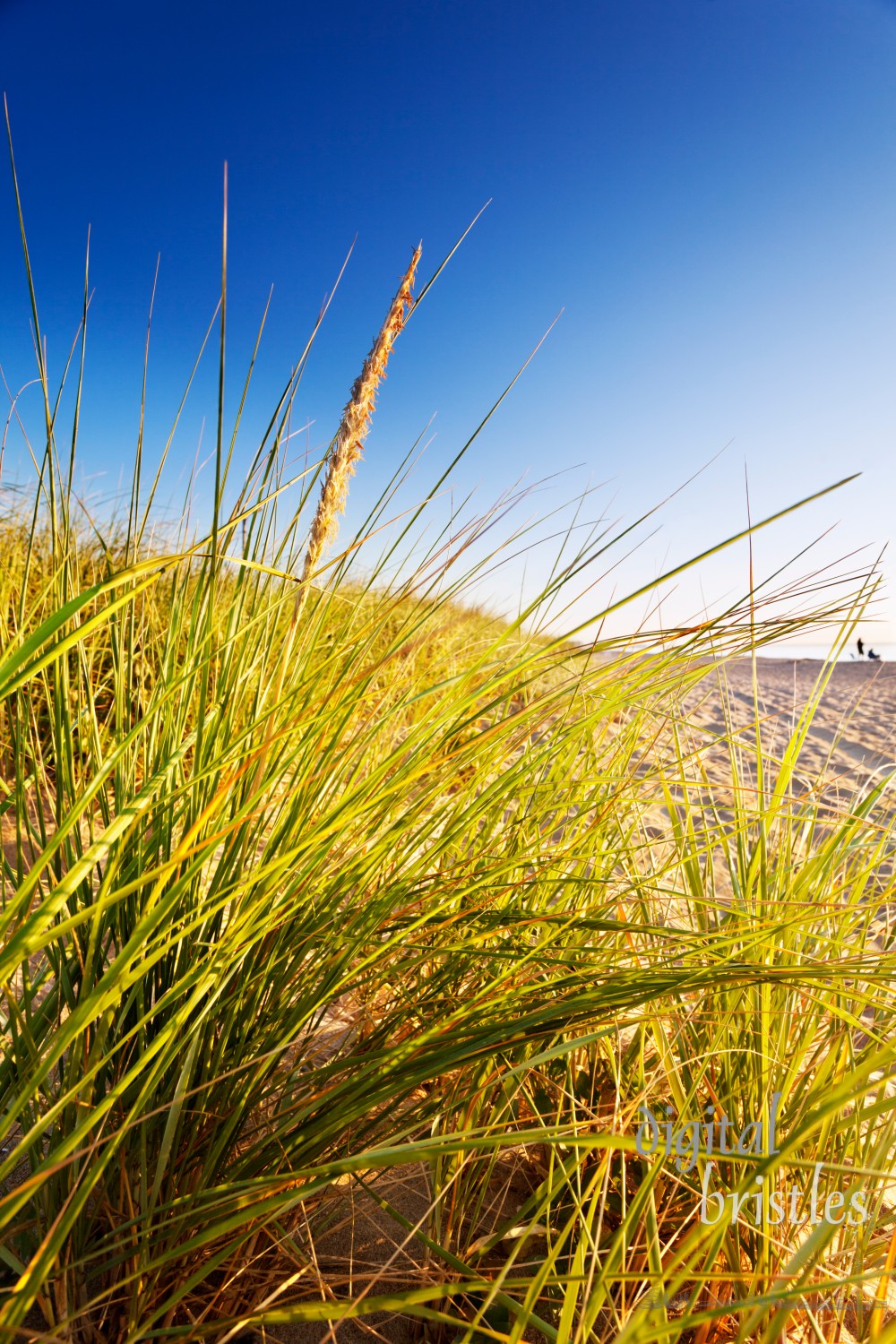 Sand dunes and grasses in dawn light in Maine