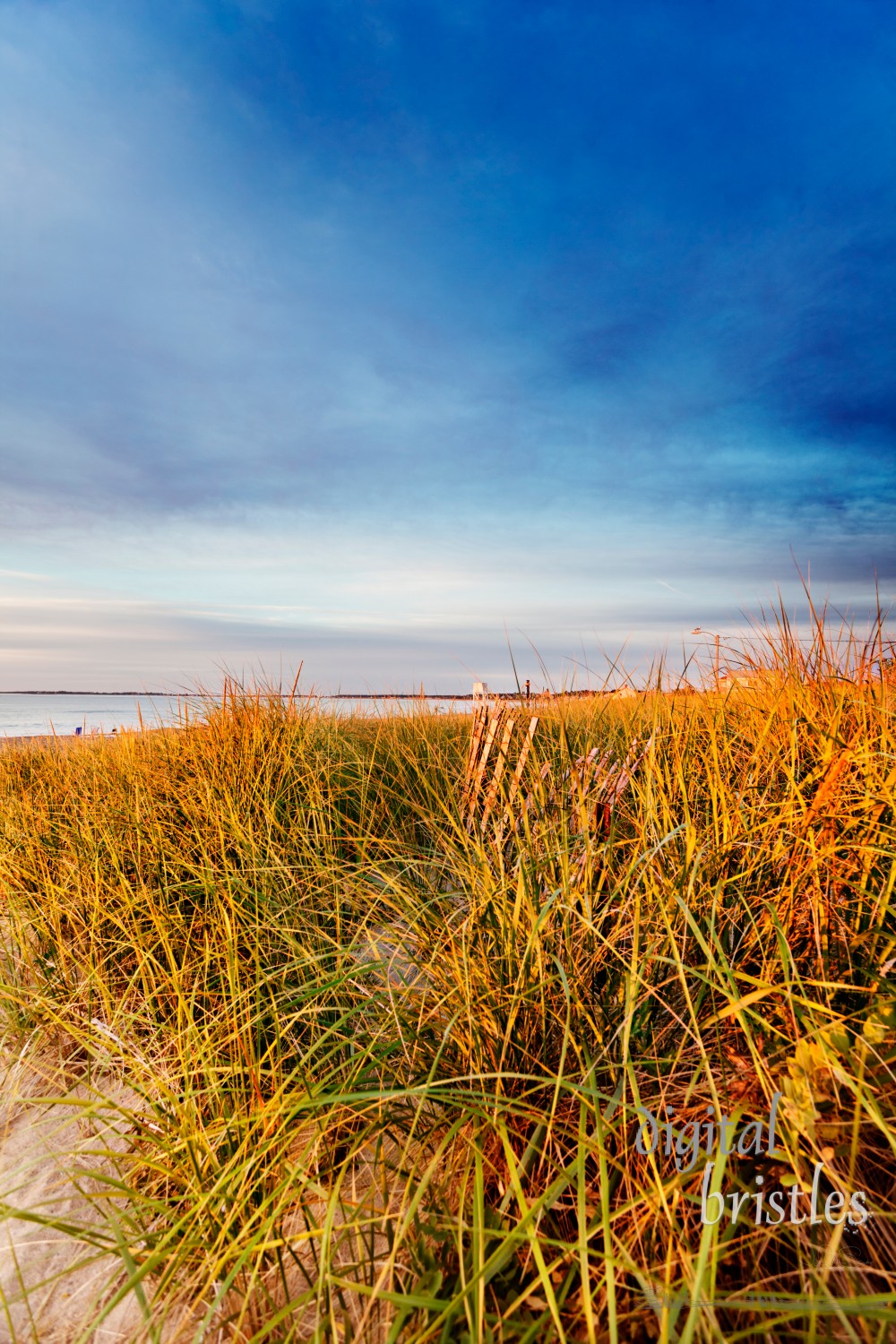 Early morning sunlight hits the dune grasses on a Maine beach