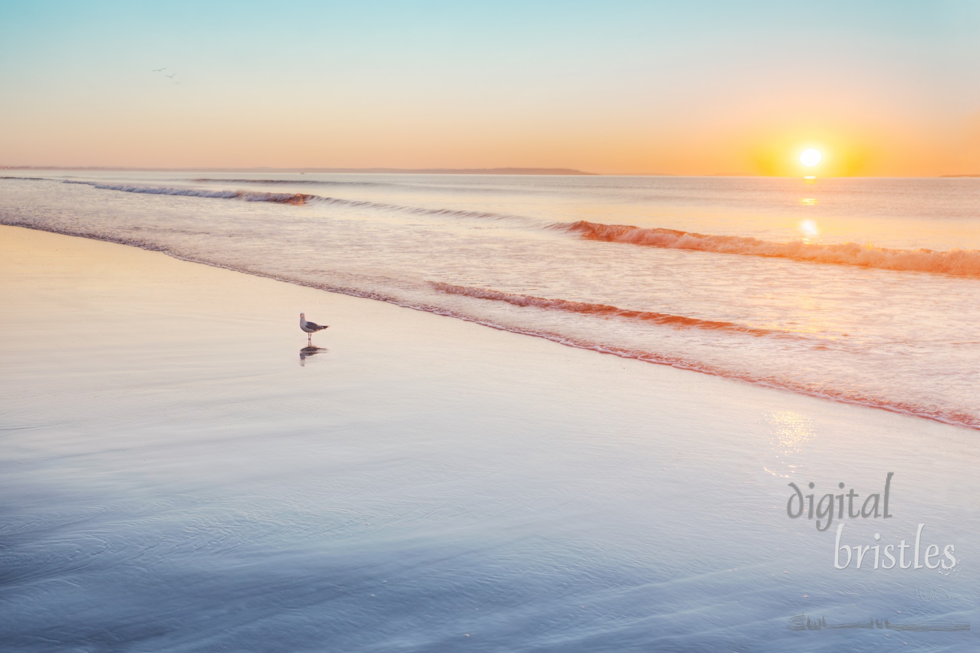 Gull standing on wet sand at sunrise on Maine beach