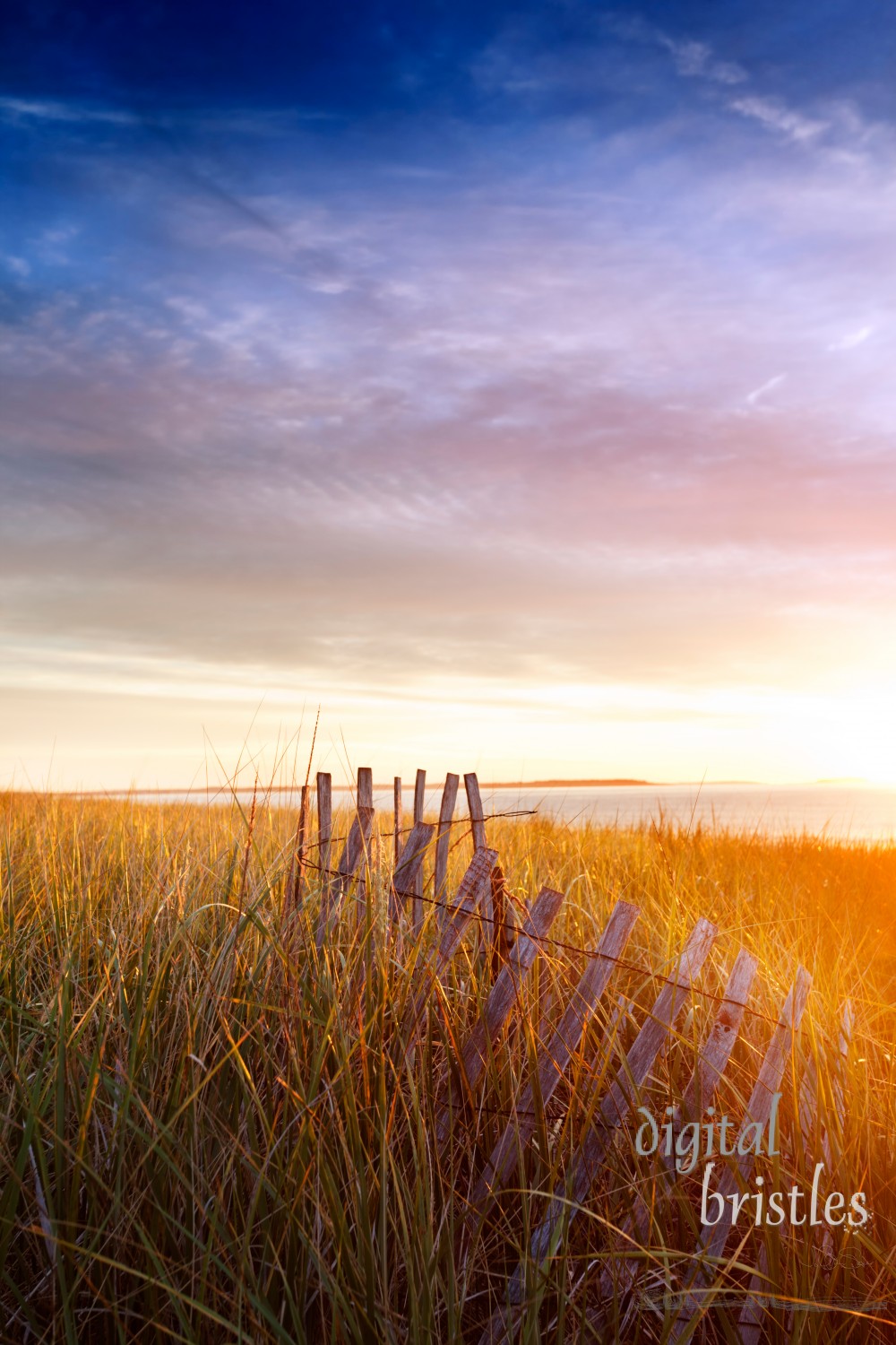 Dune grasses bathed in dawn sun