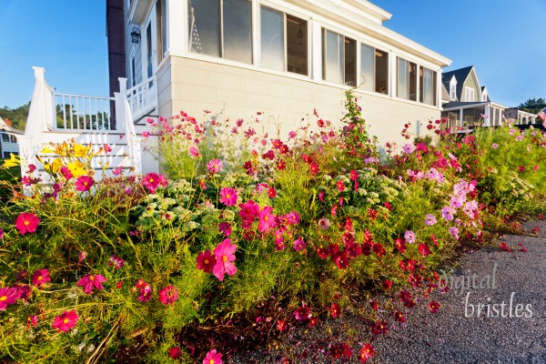 Glorious tangle of summer flowers takes over the sidewalk on a beachfront Maine street