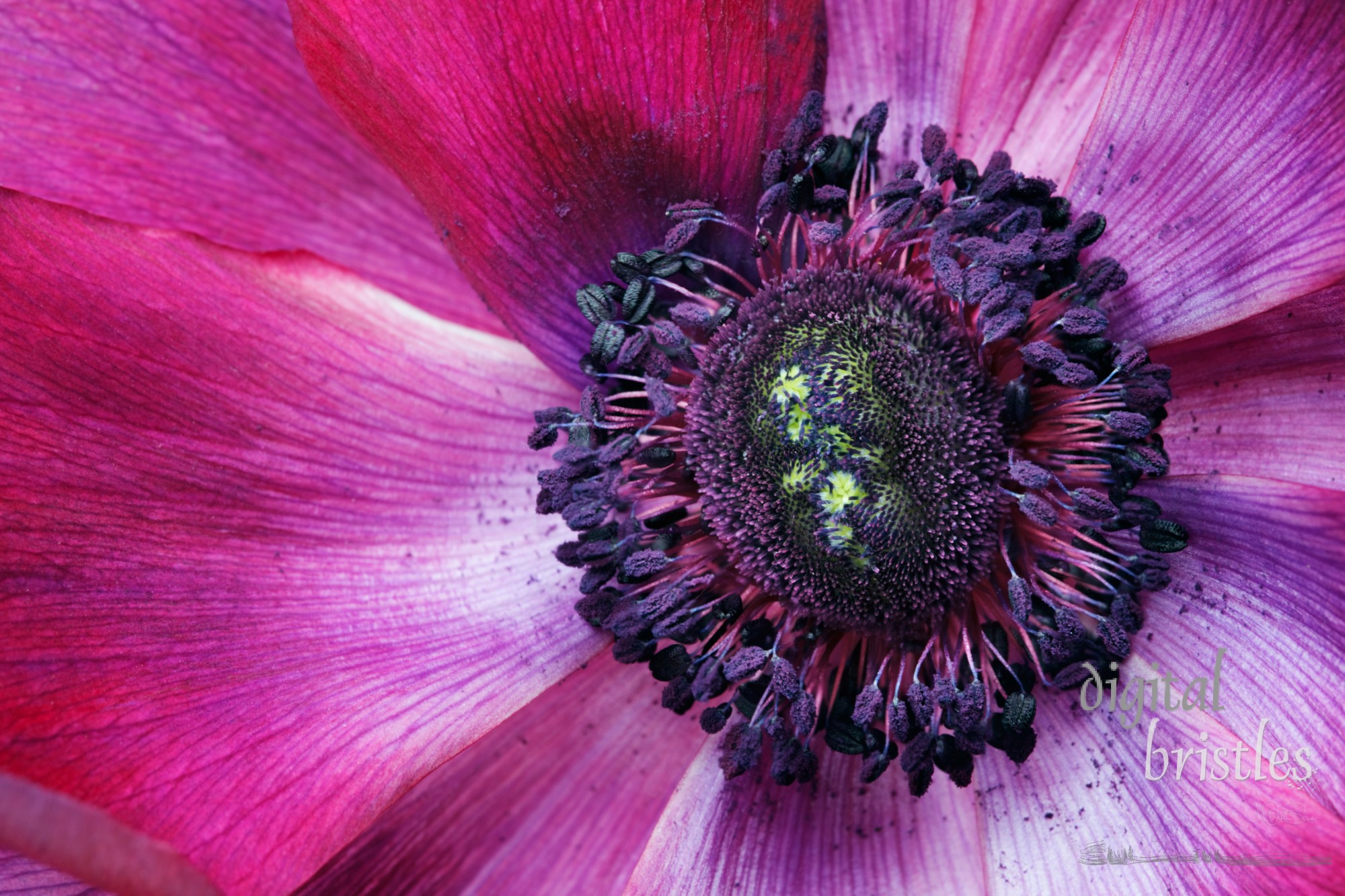 Macro shot of the center of a purple poppy anemone - Mona Lisa