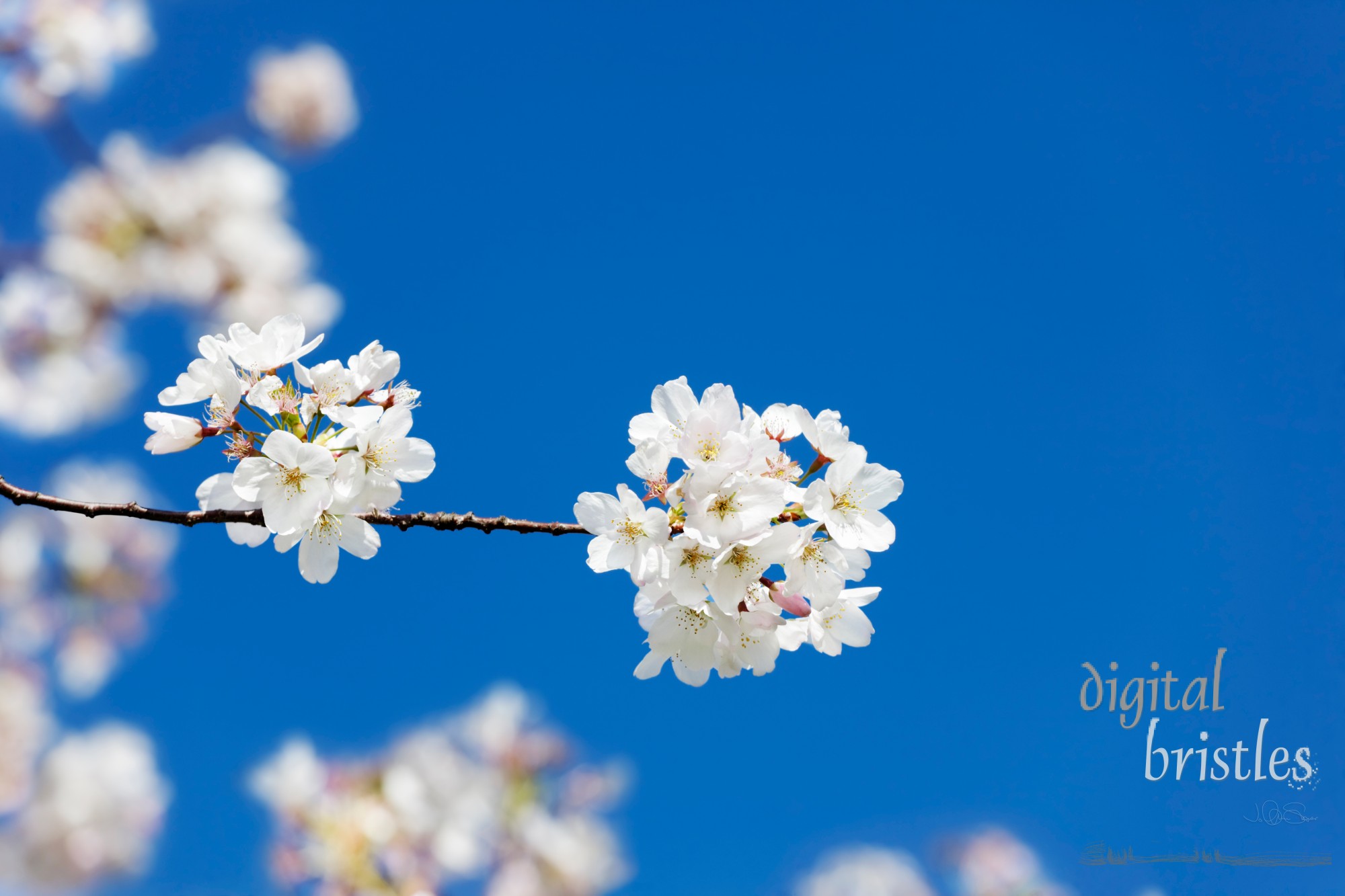 Pear blossoms in Spring sunlight