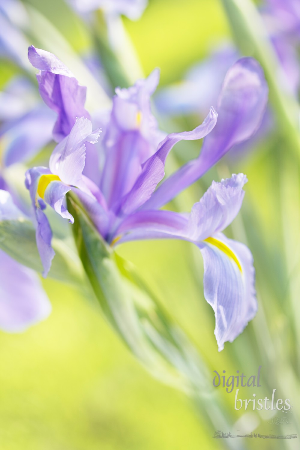 Spring sunlight on a delicate Iris flower - very shallow DOF