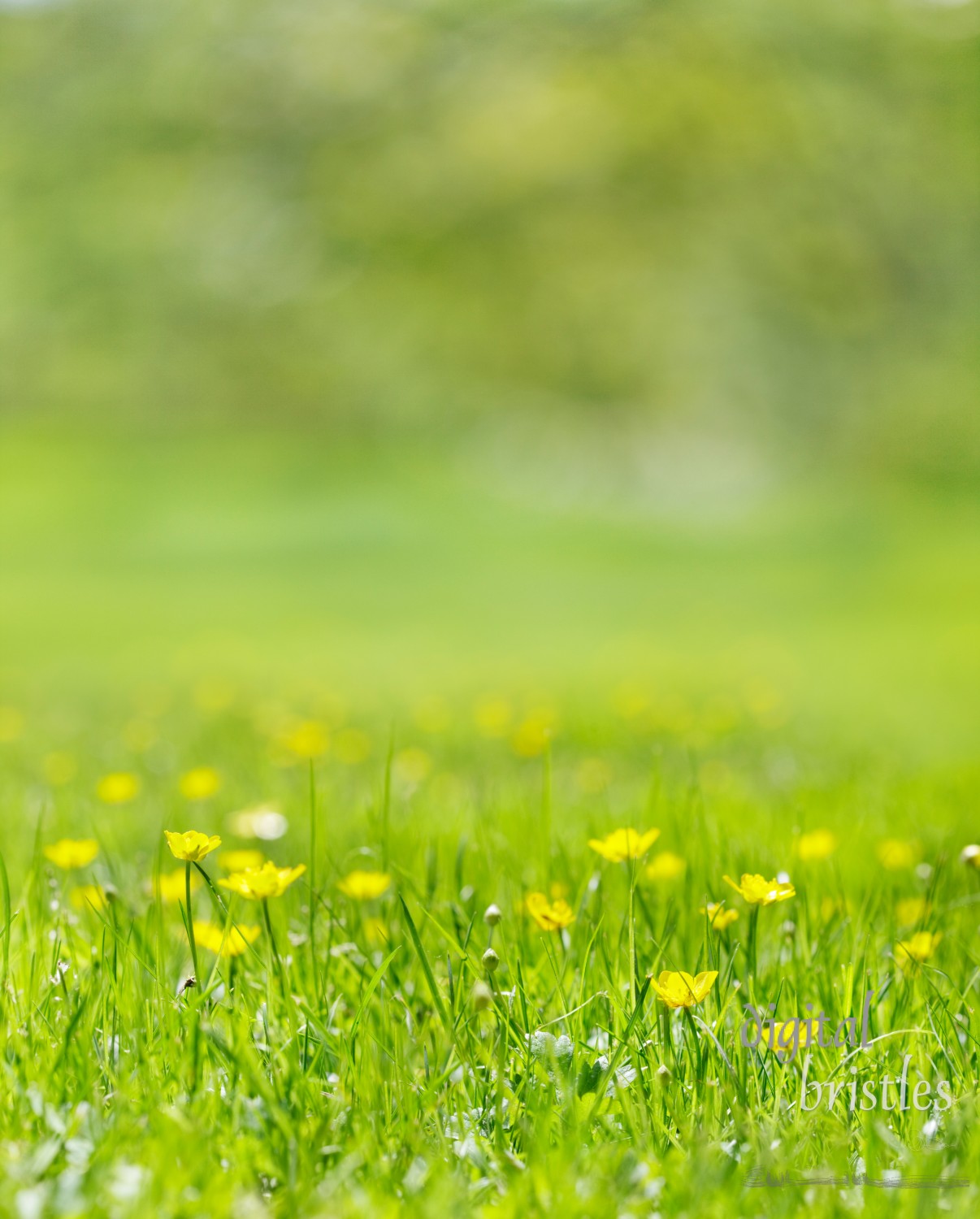 Grass filled with yellow buttercups in the summer sun