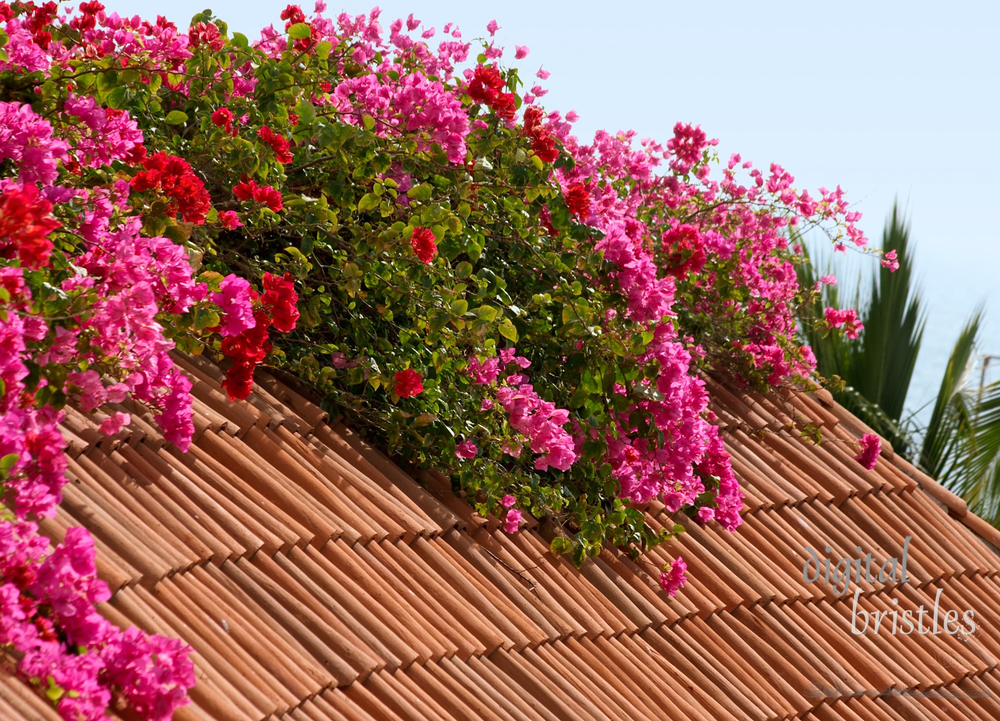 Spanish tile roof with red and purple bougainvillea  covering