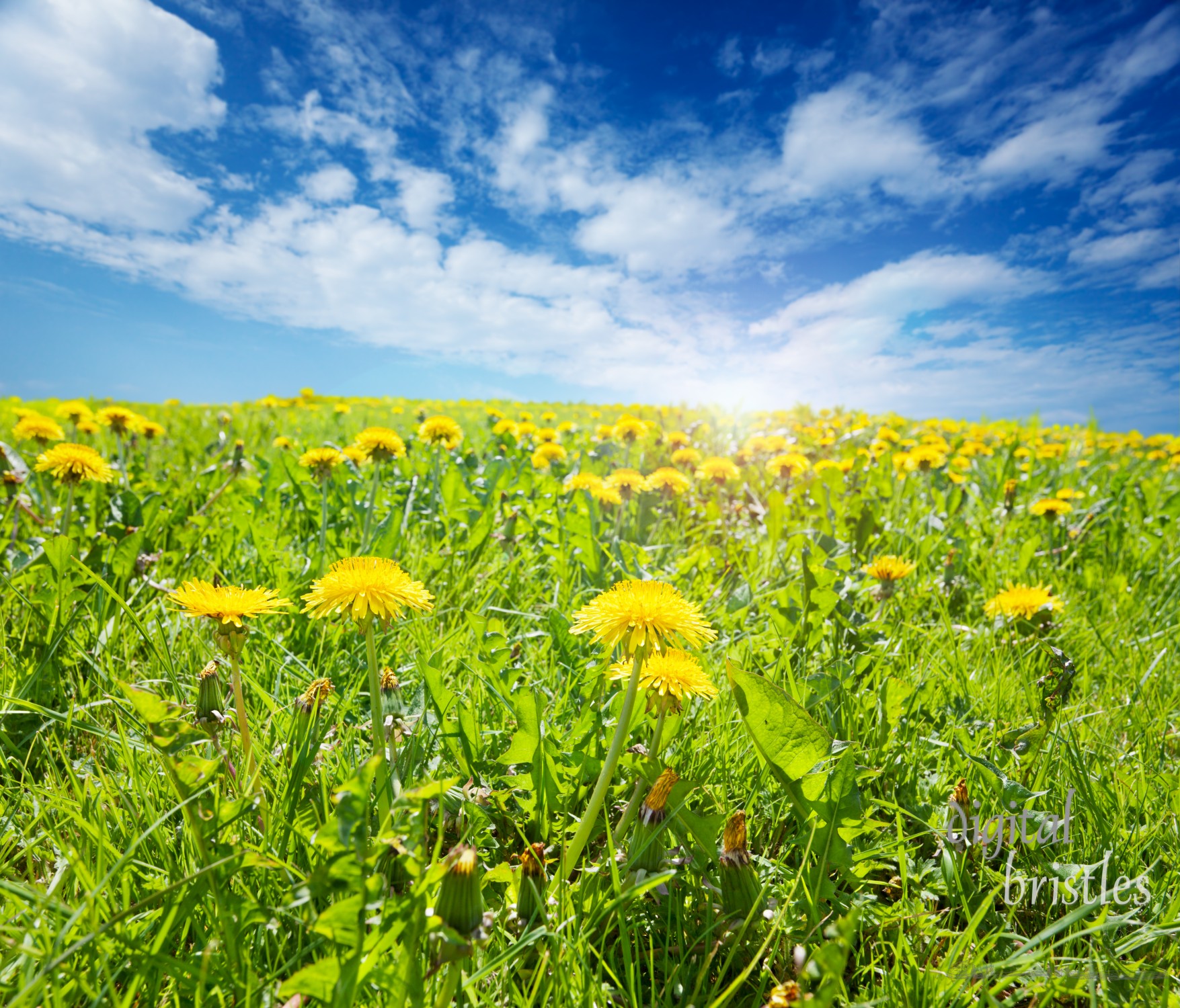 Sunny field of grass and dandelions on a Spring afternoon