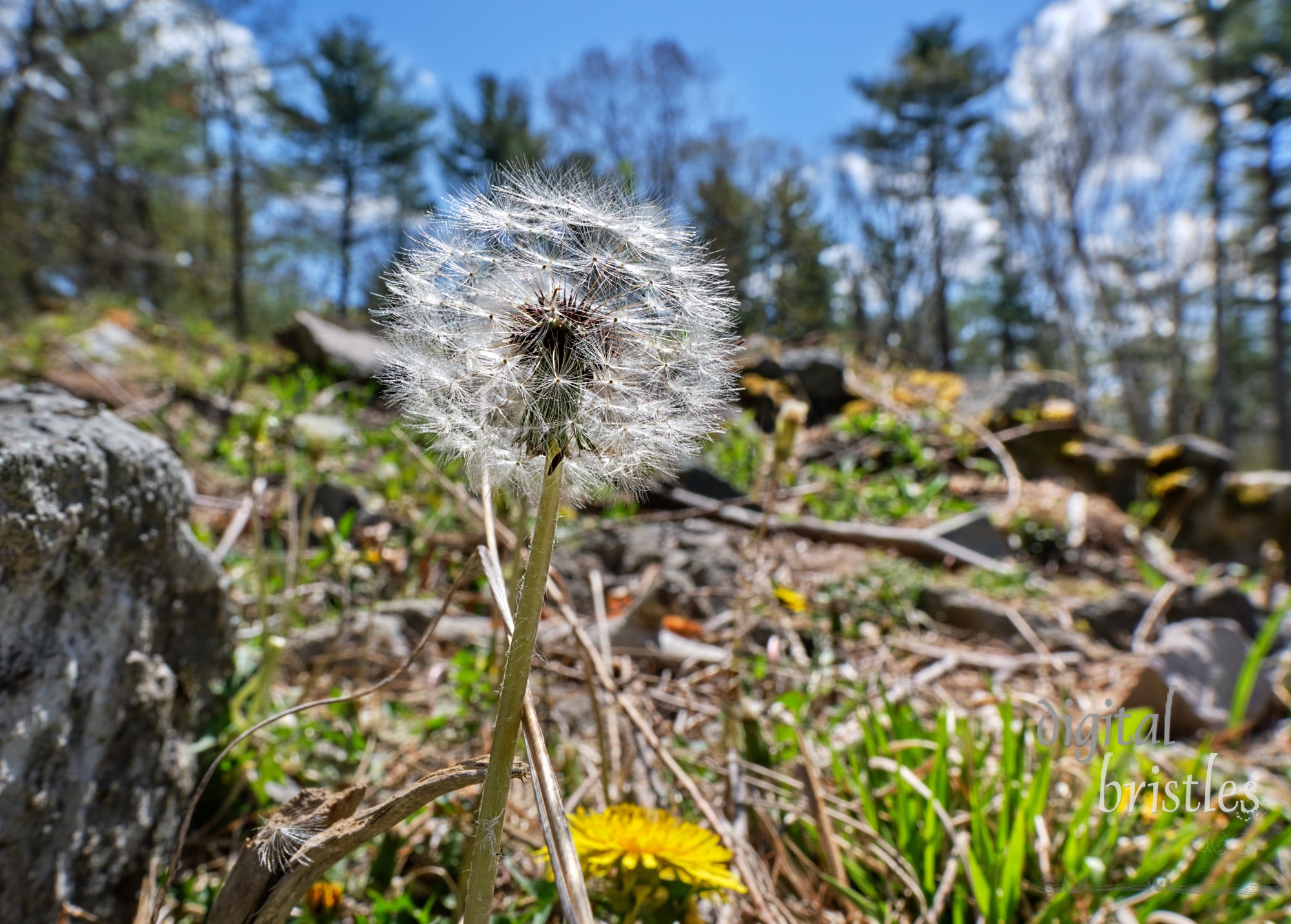 Dandelion puffball glistening in Spring morning sunsine with seeds ready to fly